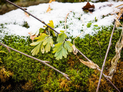 Capnoides sempervirens