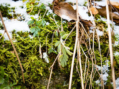 Capnoides sempervirens