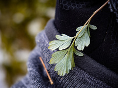 Capnoides sempervirens