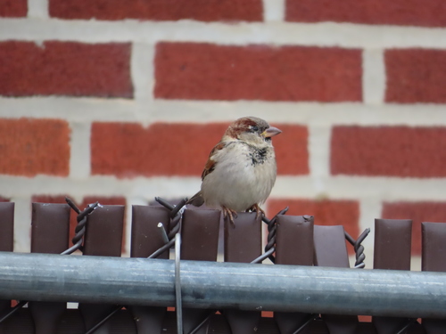 House Sparrow photographed in Pennsylvania