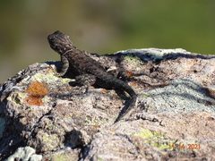 Sceloporus jarrovii
