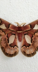 Rothschildia erycina