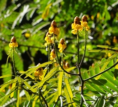 Senna reticulata