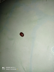 Parasitiformes