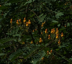 Senna reticulata