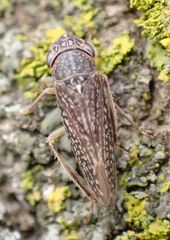 Graphocephala confluens