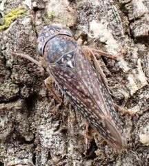 Graphocephala confluens