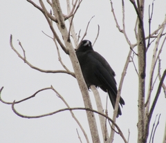 Corvus jamaicensis
