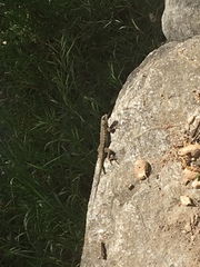 Sceloporus occidentalis