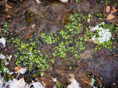 Chrysosplenium americanum
