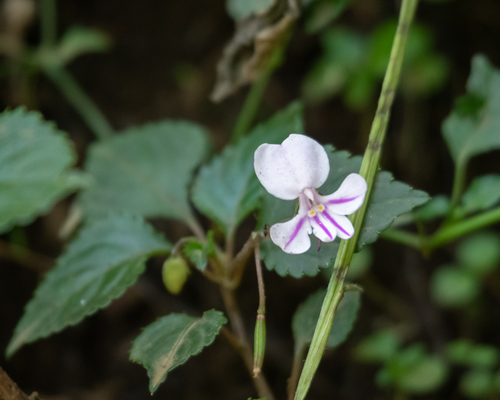 Impatiens image