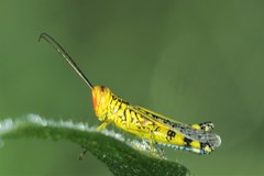 Zebratula flavonigra