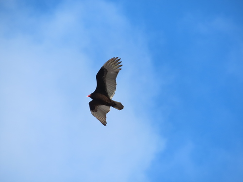 Turkey Vulture photographed in Pennsylvania