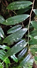 Marcgravia rectiflora