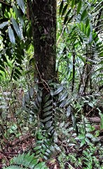 Marcgravia rectiflora