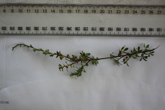 Kunzea amathicola