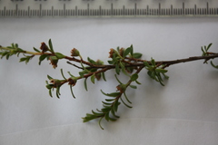 Kunzea amathicola