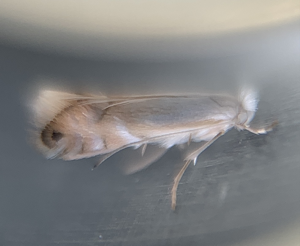 Lesser Maple Leaf Blotch Miner