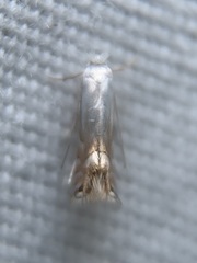 Phyllonorycter lucidicostella