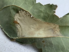 Phyllonorycter lucidicostella
