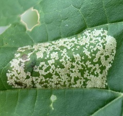 Phyllonorycter lucidicostella