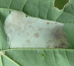 Phyllonorycter lucidicostella