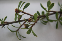 Kunzea amathicola
