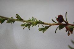 Kunzea amathicola