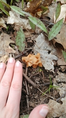 Gyromitra korfii