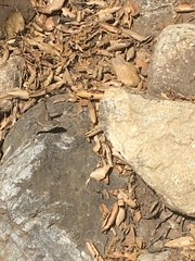 Sceloporus occidentalis