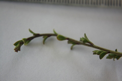 Kunzea amathicola