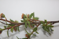 Kunzea amathicola