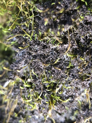 Leptogium lichenoides image