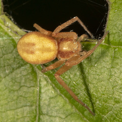 Philodromus exilis