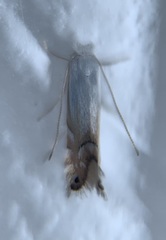 Phyllonorycter lucidicostella