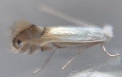 Phyllonorycter lucidicostella