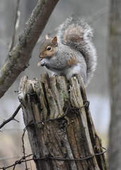 Sciurus carolinensis