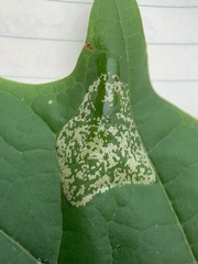 Phyllonorycter lucidicostella