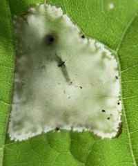 Phyllonorycter lucidicostella