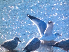 Larus argentatus