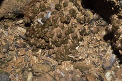 Palythoa grandiflora