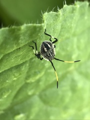 Poecilometis strigatus