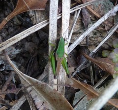 Methiolopsis geniculata