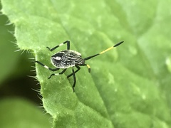 Poecilometis strigatus