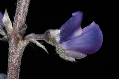 Lupinus argenteus argenteus