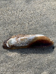 Modiolinae