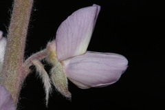 Lupinus sericeus sericeus