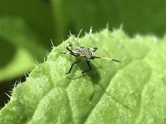 Poecilometis strigatus