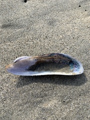 Modiolinae