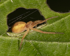 Philodromus exilis